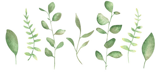 Watercolor floral illustration set - green leaf branches collection, for wedding stationary, greetings, wallpapers, fashion, background. Eucalyptus, fern green leaves, etc.