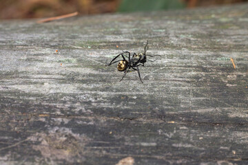 hormiga negra sobre madera