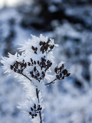 snow covered branches