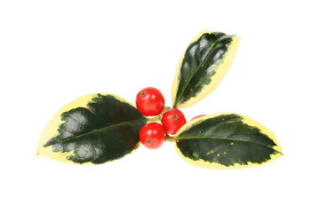 Variegated holly sprig