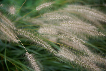 Soft Grass 3