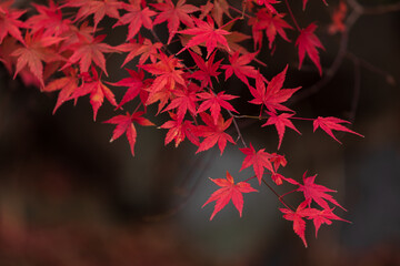 赤く色づいた河口湖畔のもみじ