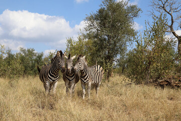 Obraz premium Steppenzebra / Burchell's zebra / Equus burchellii