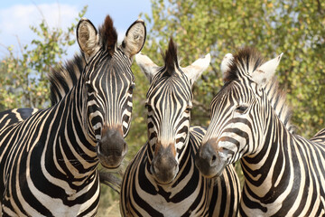 Steppenzebra / Burchell's zebra / Equus burchellii