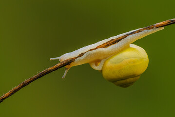 White lipped snail crawling on a stalk of dry grass, closeup. Isolated on a natural green background. Genus species Cepaea hortensis.