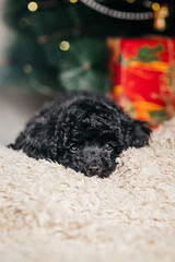 Funny cute puppy lying on a blanket on the background of a Christmas tree among the gifts. Puppy Christmas present.