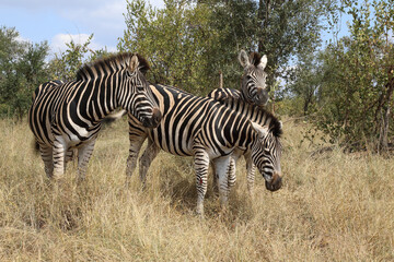Steppenzebra / Burchell's zebra / Equus burchellii
