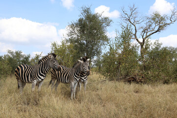 Obraz premium Steppenzebra / Burchell's zebra / Equus burchellii