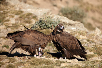 The cinereous vulture (Aegypius monachus), also black vulture, courting couple. Two big brown vultures on the ground in a mountain meadow.