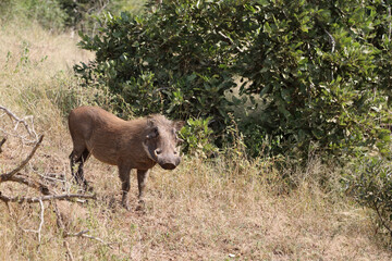 Fototapeta premium Warzenschwein / Warthog / Phacochoerus africanus