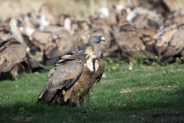 Fototapeta premium The griffon vulture (Gyps fulvus), feeding on carcass. A large vulture in the foreground and a large flock of others in the background. A typical view of vultures feeding on a feed field.
