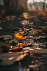 autumn leaves on the ground