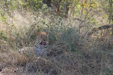 Leopard / Leopard / Panthera pardus.