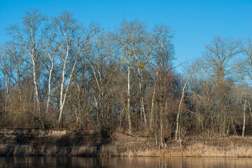 Obraz premium bank with deciduous trees and river on a sunny day. Winter landscape in January.