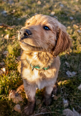 golden retriever in the park