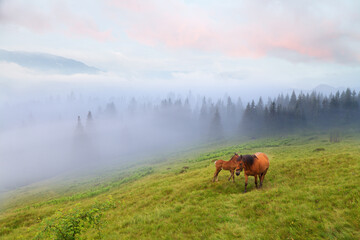 Horse and foal on mountain pasture at sunrise, spruce forest and mountains in deep fog, pink clouds above. Ukraine, Carpathians. - Powered by Adobe