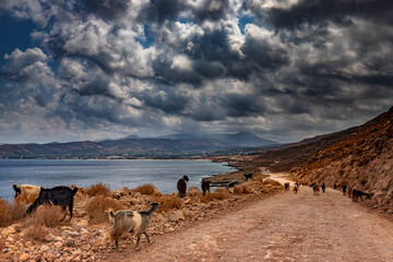 Greckie kozy na szutrowej drodze przy morzu. Droga do lazurowej laguny Balos na greckiej wyspie Krecie  © anettastar