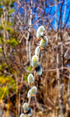 Young shoot of a willow closeup in spring
