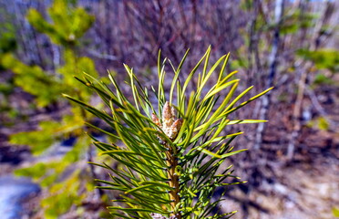 Young pine escape closeup in spring