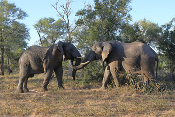 Afrikanischer Elefant / African elephant / Loxodonta africana.