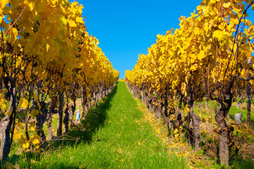 Fototapeta premium Kloster Eberbach in Hessen im Herbst