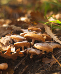 Cluster of mushrooms in oak forest