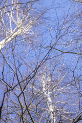 Birch branches in winter without foliage against the blue sky.
