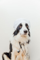 Puppy dog border collie with stethoscope dressed in doctor costume isolated on white background. Little dog on reception at veterinary doctor in vet clinic. Pet health care and animals concept