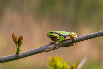Green tree frog - Hyla arborea in its natural habitat.