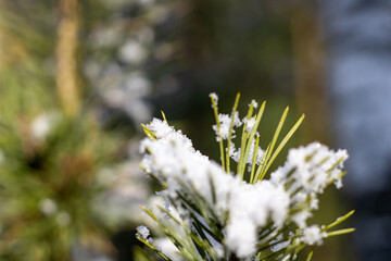 Branches of coniferous trees under the snow. Close-up