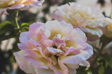 White and pink roses