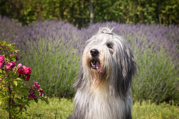 Bearded collie is sitting in levander. He looks so fluffy, he is so cute dog