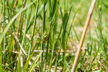 Green tree frog - Hyla arborea in its natural habitat.