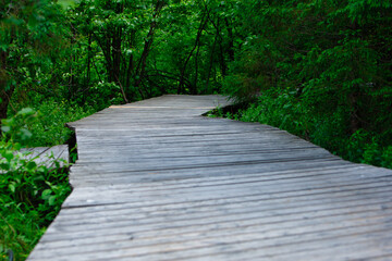 Obraz premium wooden bridge in the middle of a provincial park