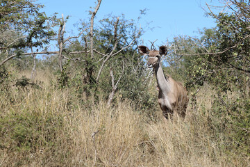 Großer Kudu / Greater Kudu / Tragelaphus strepsiceros.