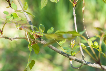 Green tree frog - Hyla arborea in its natural habitat.