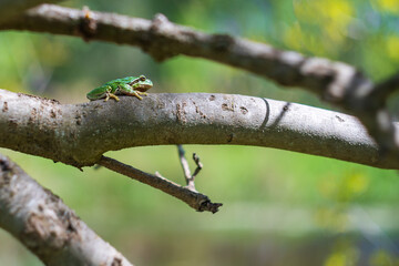 Green tree frog - Hyla arborea in its natural habitat.