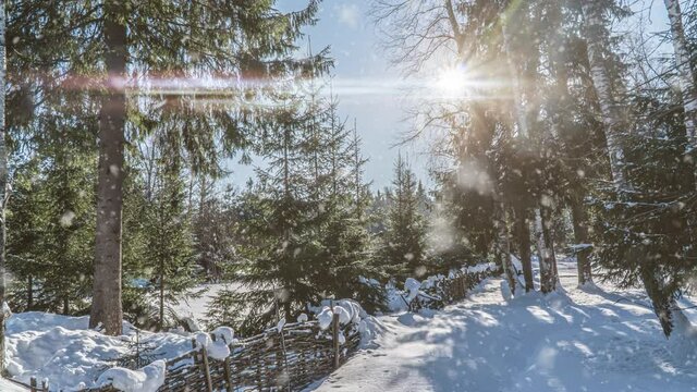 Tree pine spruce in magic forest winter with falling snow sunny day. Snow forest snowfall. Christmas Winter New Year background. Cinemagraph seamless loop animation motion gif render. White blue color