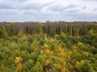 Fototapeta premium Autumn landscape from a drone above the forest with young trees and cloudy sky.