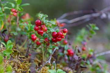 Wild ripe red cowberries on the bush on a vegetative  background in the forest - selective focus, Finland