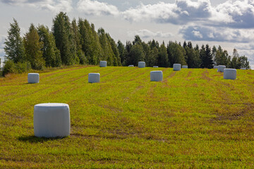 Rural landscape with hay bales packed in white plastic on the green field surrounded with the dense forest, North Karelia in Finland.