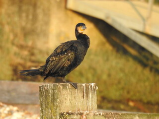The big black bird stands on a wooden beam