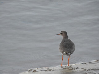 Gray bird with orange legs on the bank of the canal