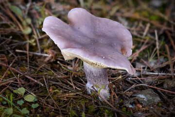 Bluefoot mushroom (Lepista nuda) in the pine forest, in Malaga. Spain