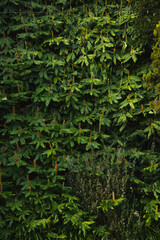 Wall of green flowers and leaves