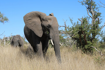 Obraz premium Afrikanischer Elefant / African elephant / Loxodonta africana
