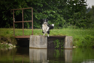 Portrait of border collie is jumping into the water. He has reclection in the water. He is very cute.