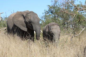 Obraz premium Afrikanischer Elefant / African elephant / Loxodonta africana