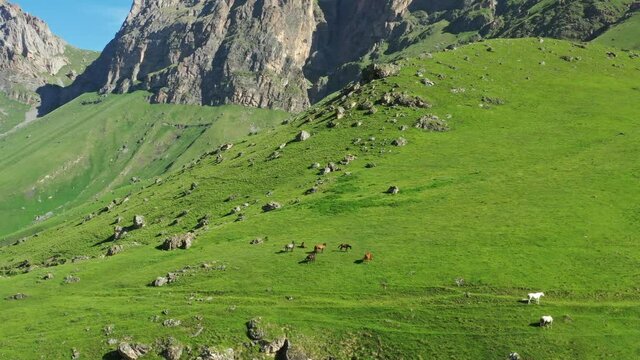 Aerial around view of herd of horses grazing in mountains at summer, 4k