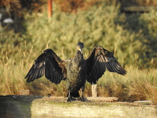 A big black bird on an old horizontal beam